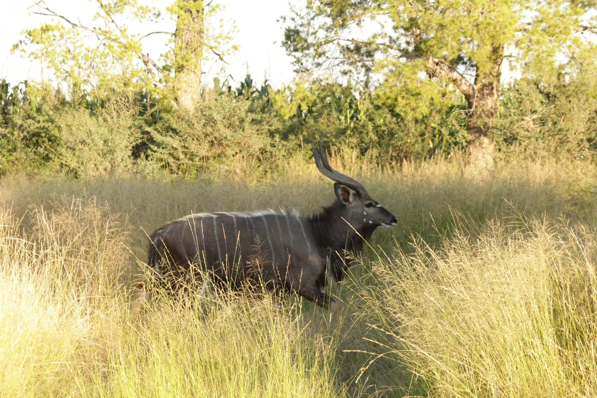 Nyalas on the grounds