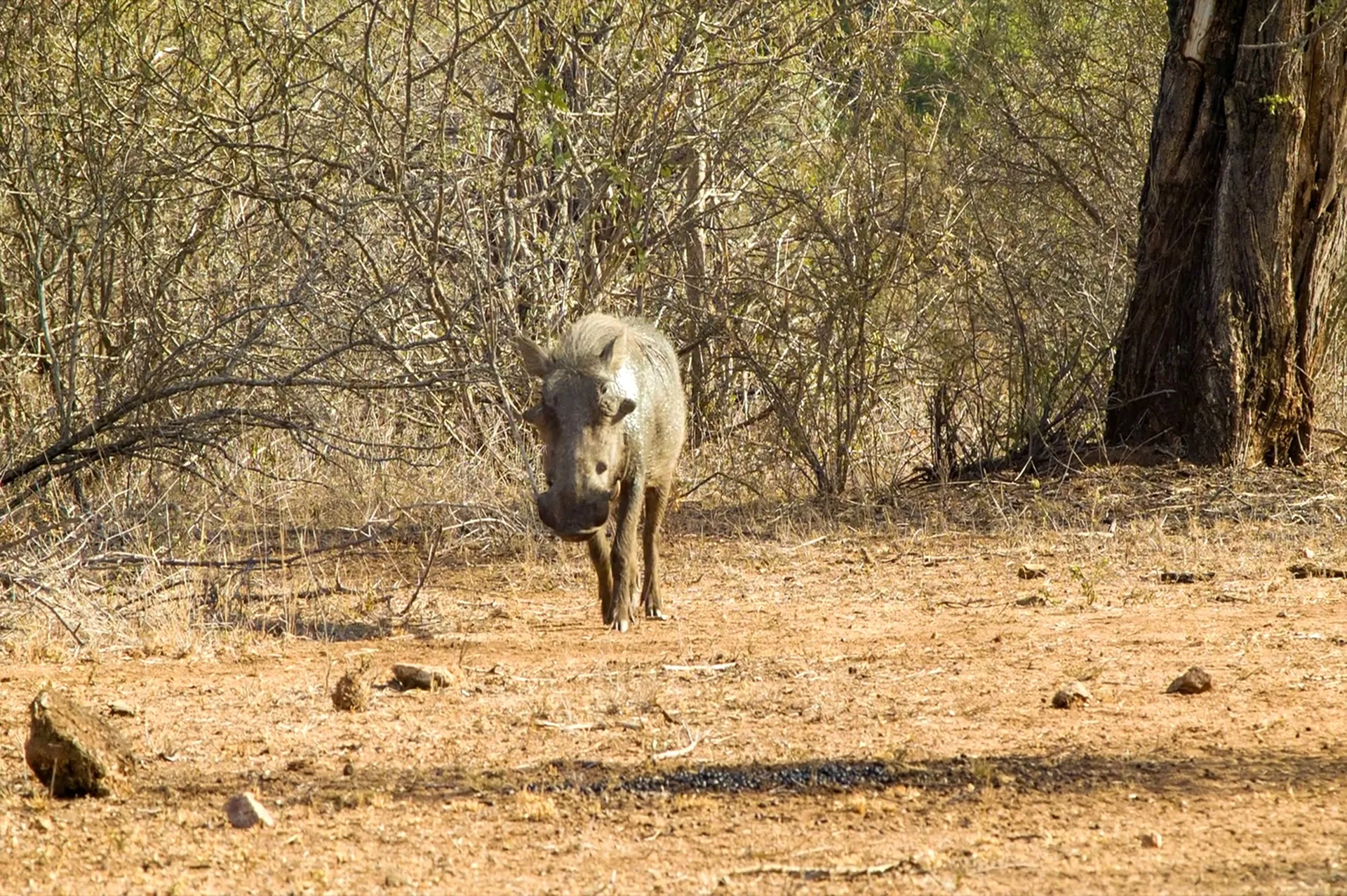 Warthogs visiting camp